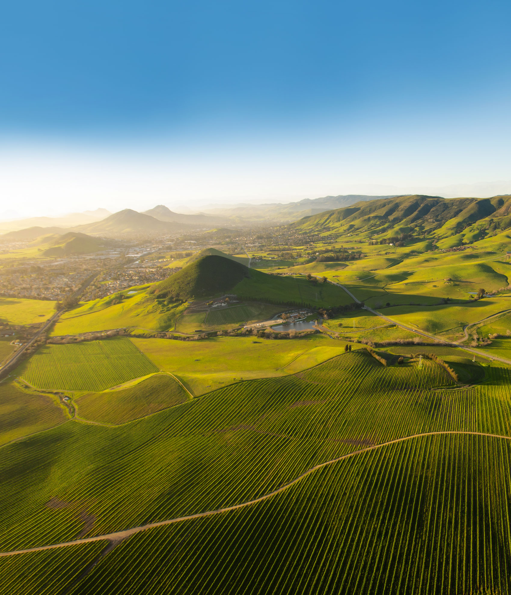 カリフォルニアワイン畑