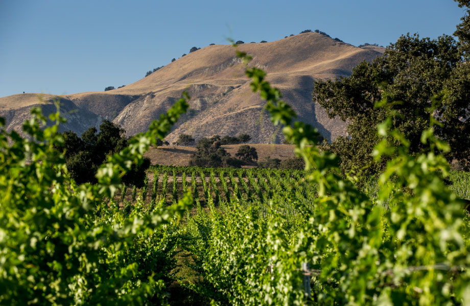 Aliveテイスティングとは？