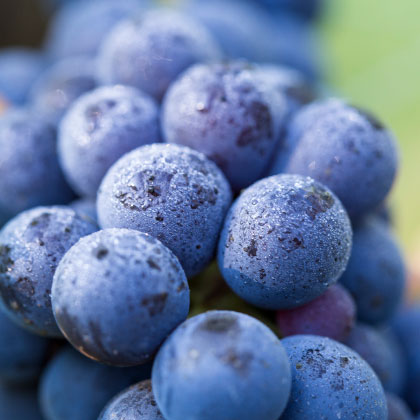 CALIFORNIA WINE MONTH 2021